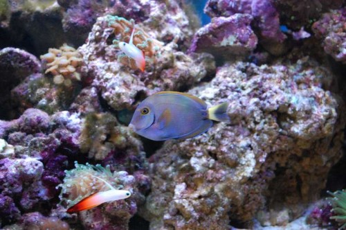 acanthurus beriene