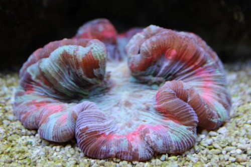 Billede 017_1024x682.jpg