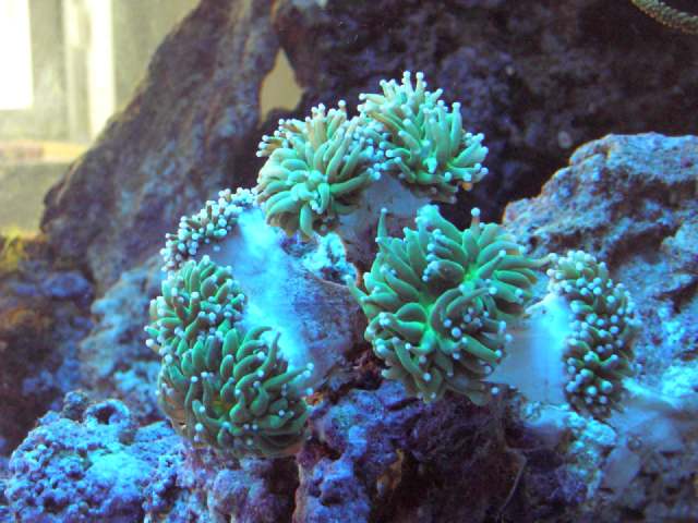 Euphyllia2.jpg