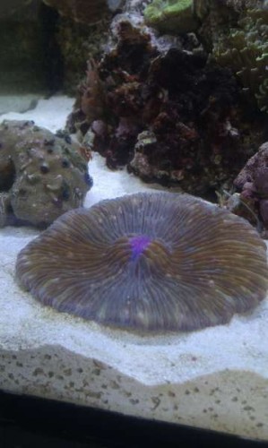 Fungia
