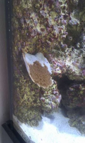 En plade. Er vokset ca 1 cm på 1 måned