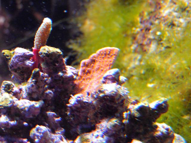 Montipora_c_og_Seriatopora_c.jpg