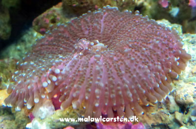 Pimple Mushroom Purple Ricordea yuma
