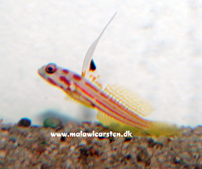 Stonogobiops Sp. - Red Mask Goby (Yasha Goby)