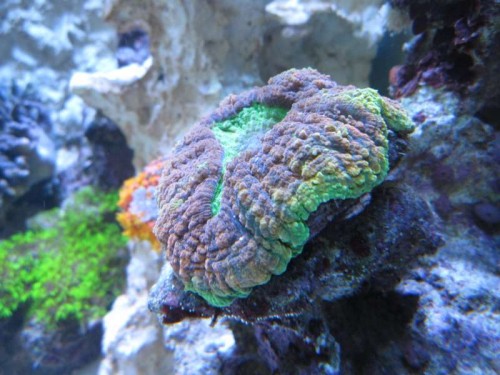 Nice Colors
