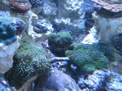 View med Klovnenes Anemone i Baggrunden
