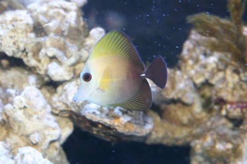 Zebrasoma Scopas.JPG