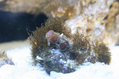 Zoas.JPG
