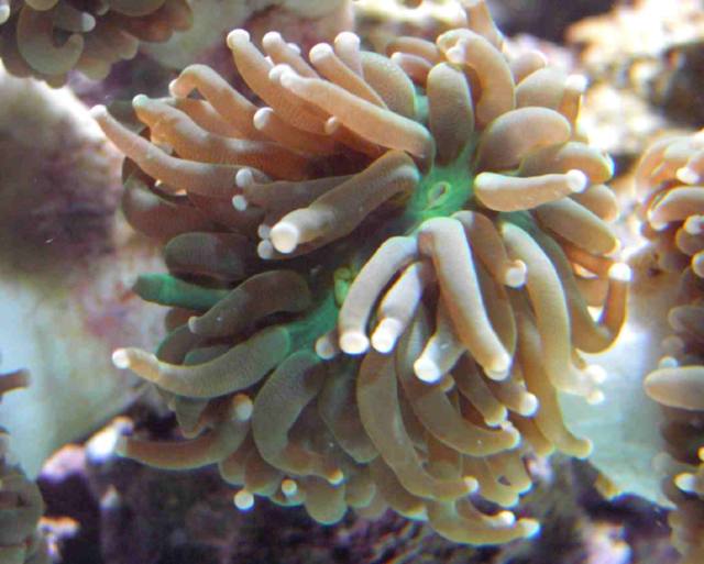 Euphyllia1.jpg