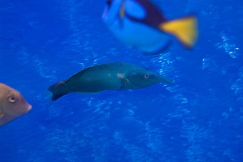 120106Decocean (14 of 23).jpg