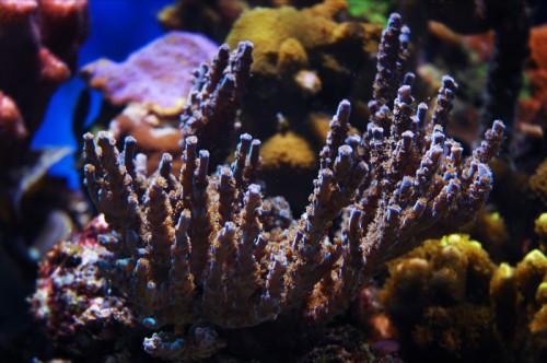 acropora-blue2.jpg