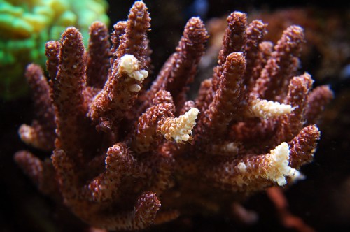 acropora-red.jpg