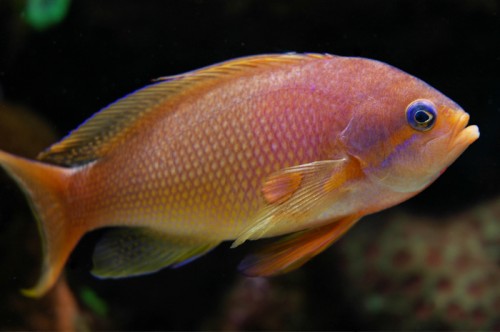 Anthias.jpg