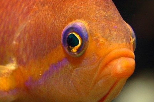 Anthias1.jpg