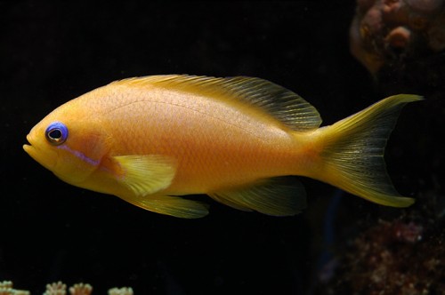 Anthias2.jpg