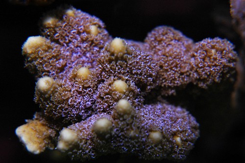 montipora digitata.jpg