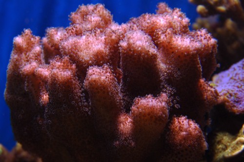 Pocillopora verrucosa.jpg