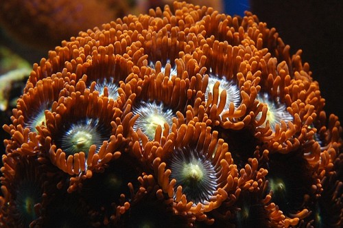 zoa2.jpg