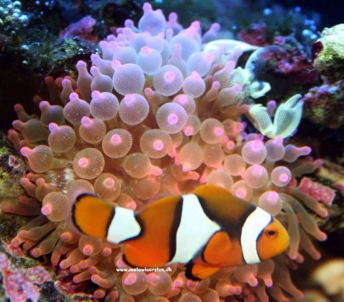 Neopetrolisthes Sp. - Anemone Porcelain Crab