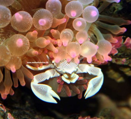 Neopetrolisthes Sp. - Anemone Porcelain Crab