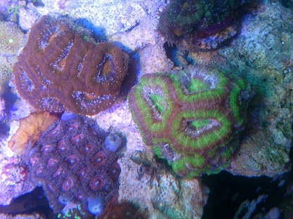 Acans.jpg