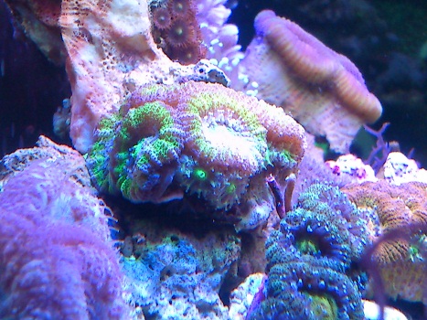 Acan hoveder.jpg