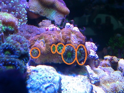 Acan hoveder1 .jpg