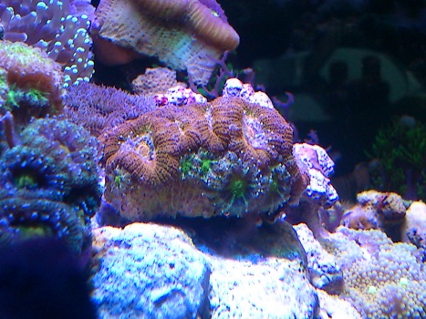 Acan hoveder2 .jpg