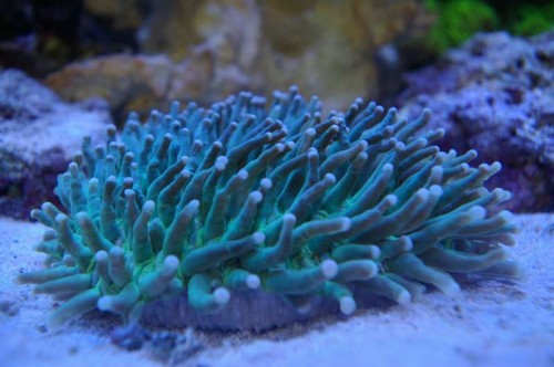 Heliofungia og Lilla Montipora er flyttet ind i dag