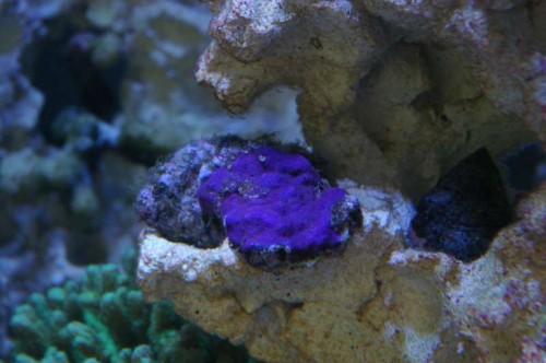 Ny Montipora.JPG