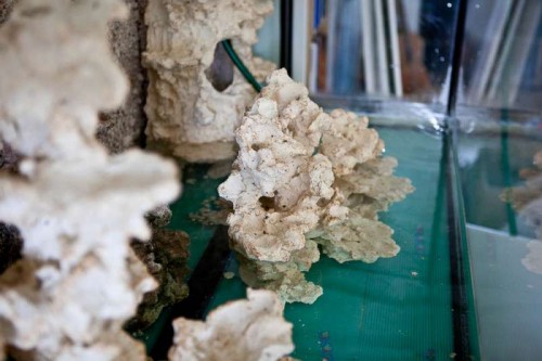 120614 eget akvarium (12 of 17).jpg