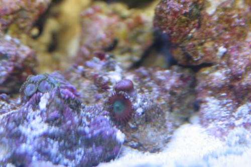 Syg polyp.JPG