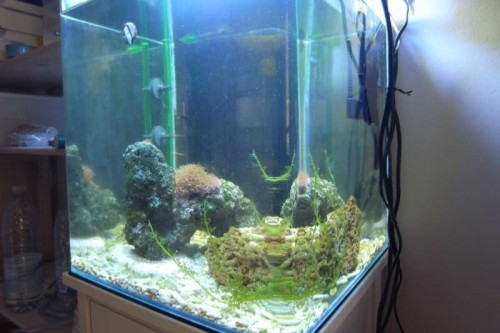 akvarium stort foto.JPG