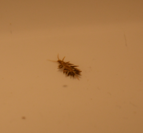 Skadedyr Nudibranch2.png