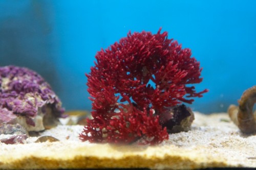 Rhodopeltis