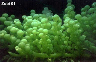 Caulerpa racemosa