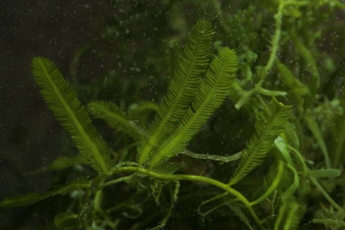Caulerpa taxifolia