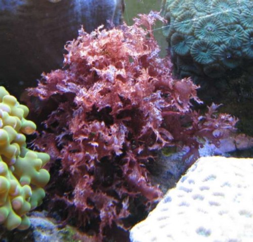 Gracilaria
