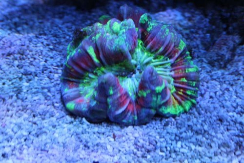 Billede 001_1024x682.jpg