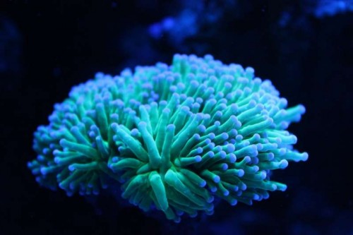 hvilken Euphyllia <br />er det her ?
