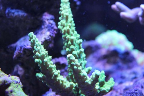 Billede 019_1024x682.jpg
