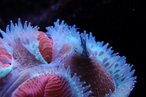 DSC_0011.JPG