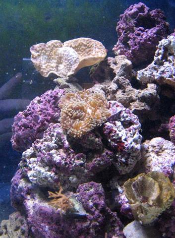 Anemone og koraller.