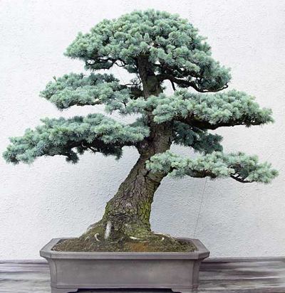 Blue%20Atlas%20cedar%20from%20John%20Naka,%20in%20training%20since%201950.jpg