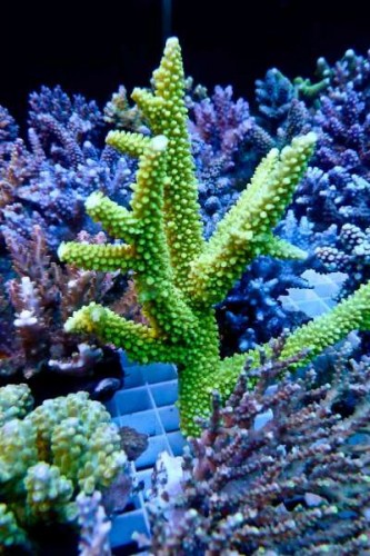 120727 Decocean (15 of 59).jpg