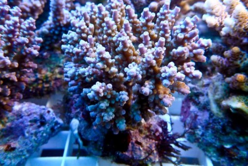 120727 Decocean (39 of 59).jpg