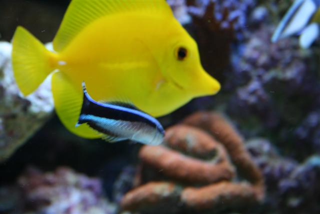 pudser fisken har allerede fået hyre ...