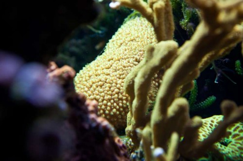 120727 DecoceanExtr. (9 of 10).jpg