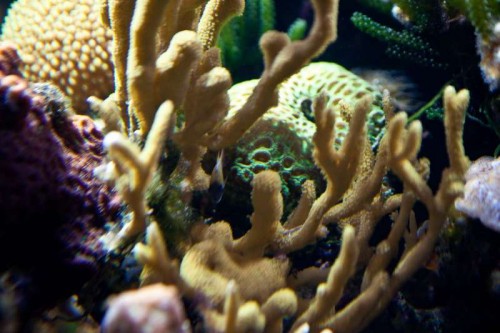 120727 DecoceanExtr. (7 of 10).jpg