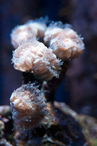 Calustrea pustet op, med polypper ude... (Lilla Calustrea)